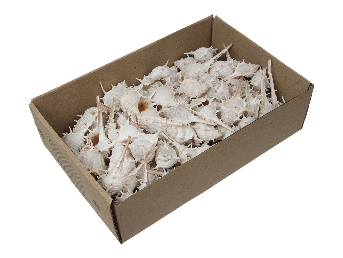 Mušle Kata Chimman 650 g