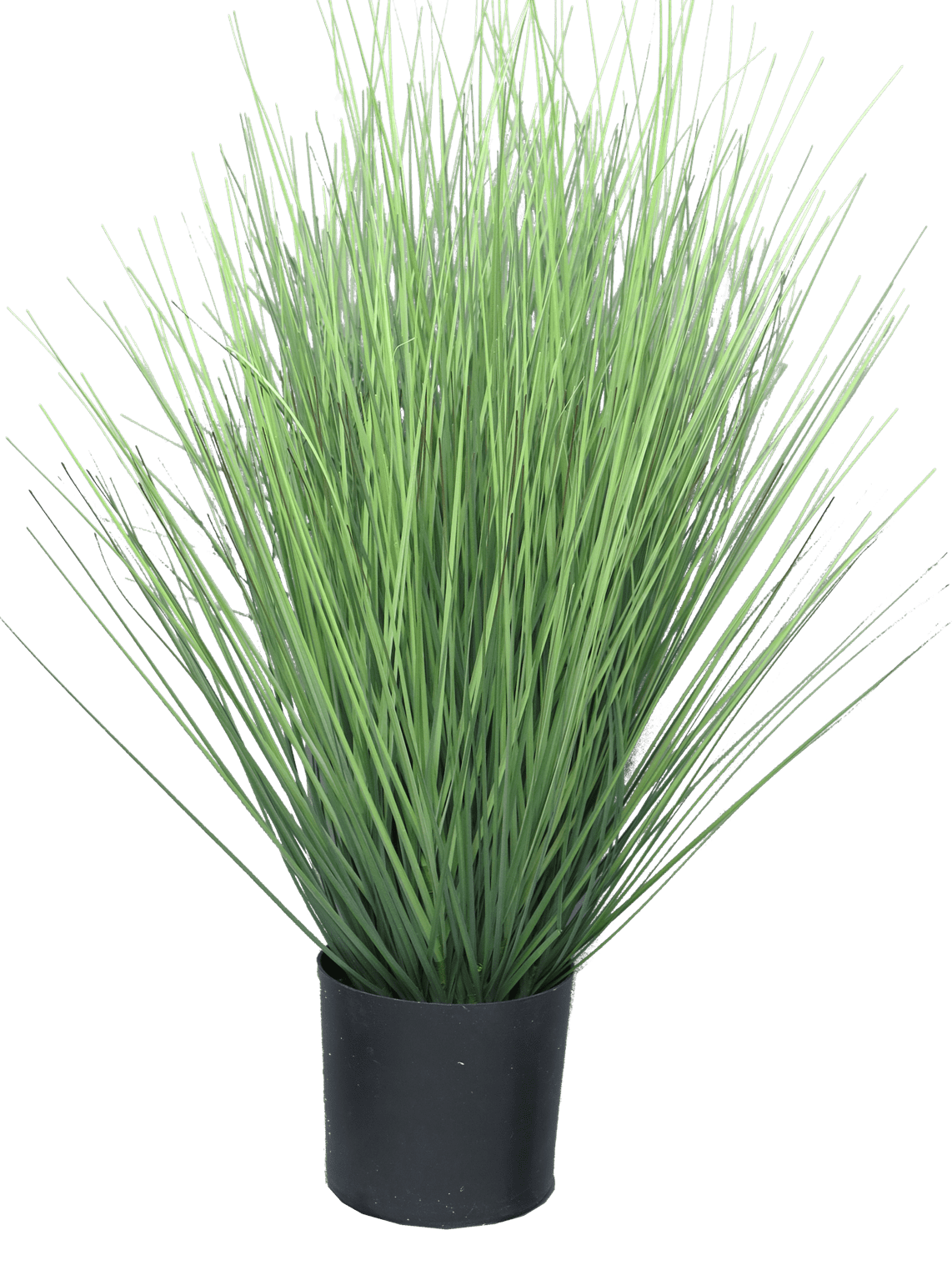 Kostřava King 60 cm