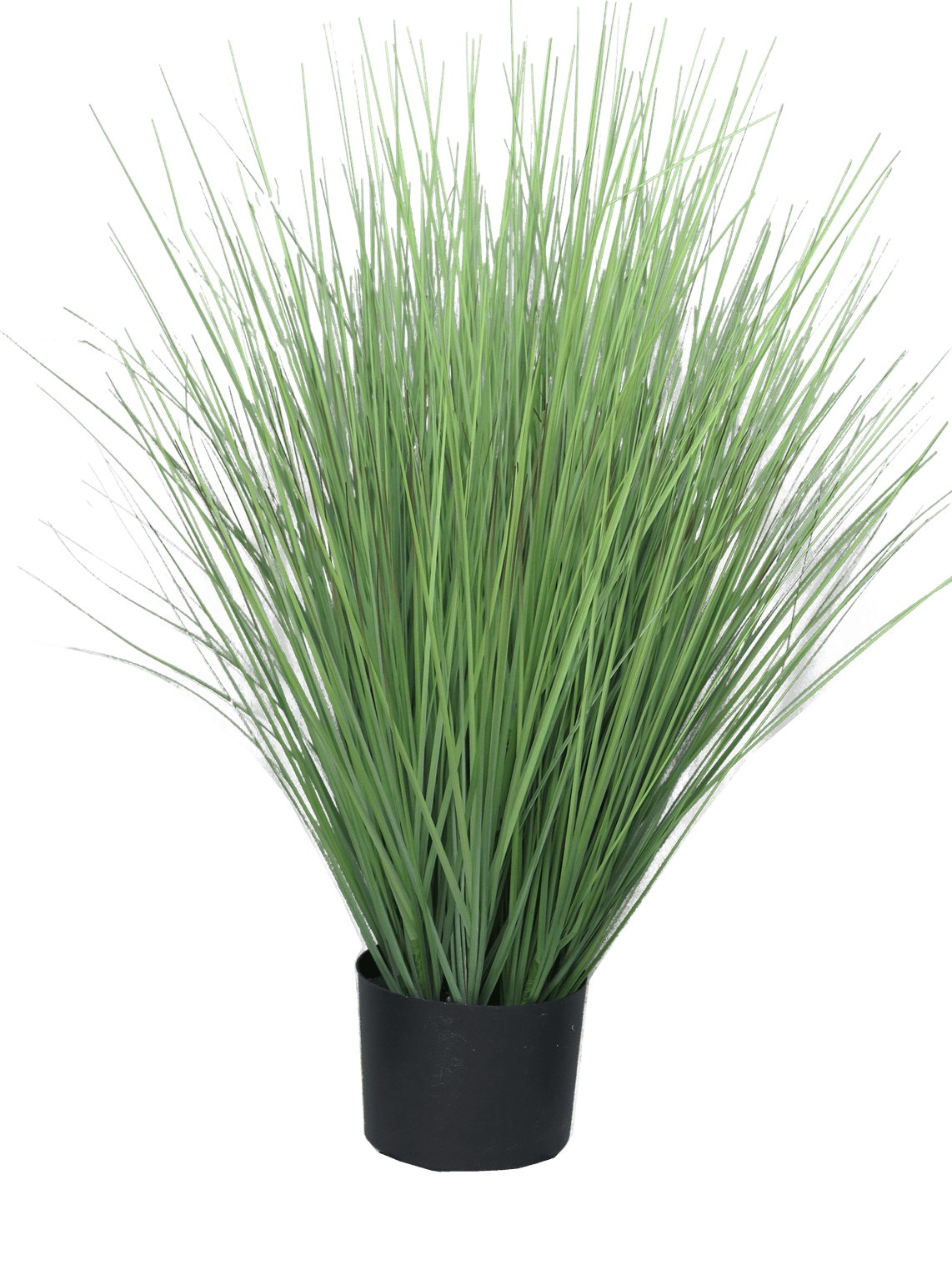 Kostřava King 75 cm