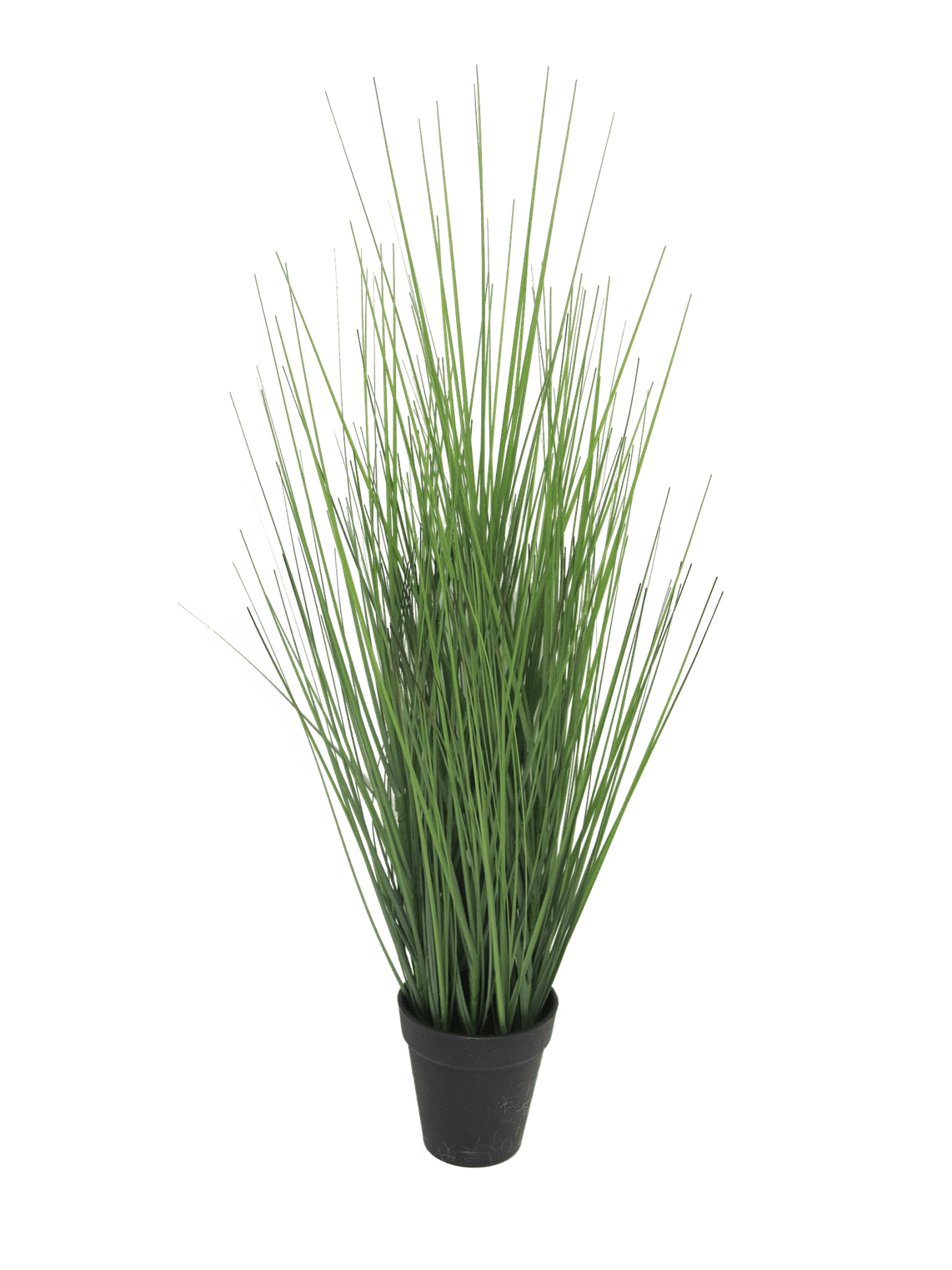 Kostřava King úzká 60 cm