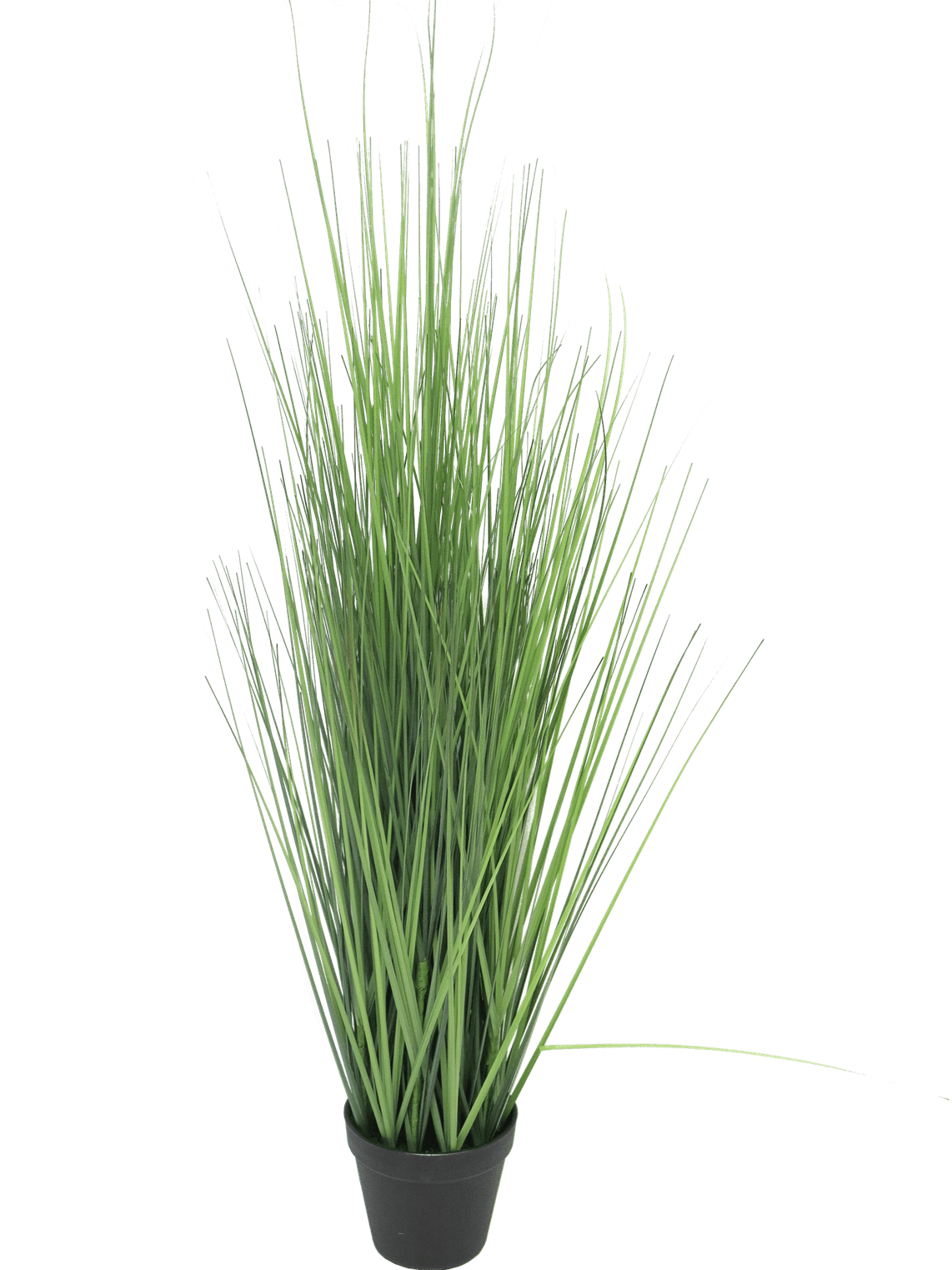 Kostřava King úzká 85 cm