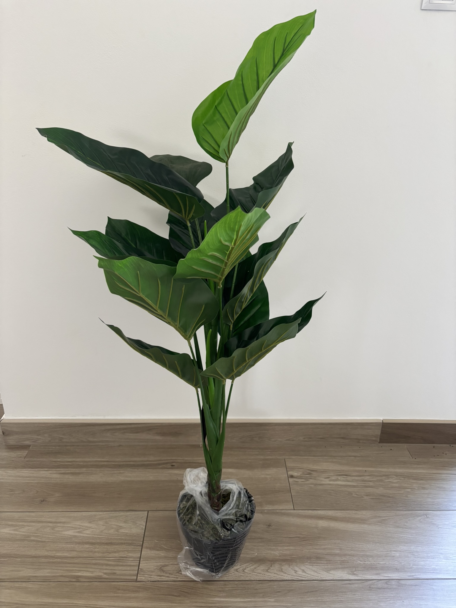 Filodendron v květináči 100 cm