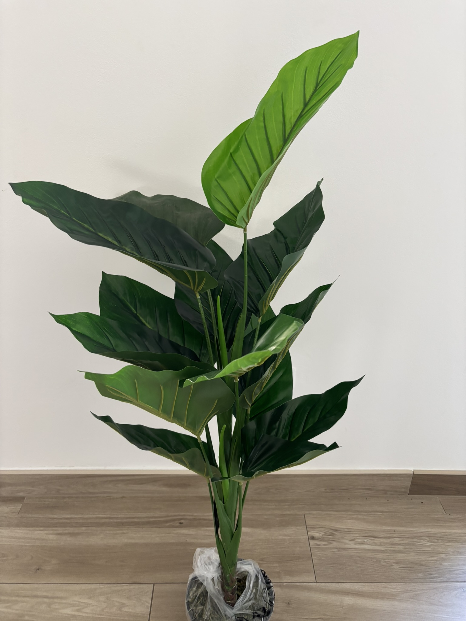 Filodendron v květináči 100 cm
