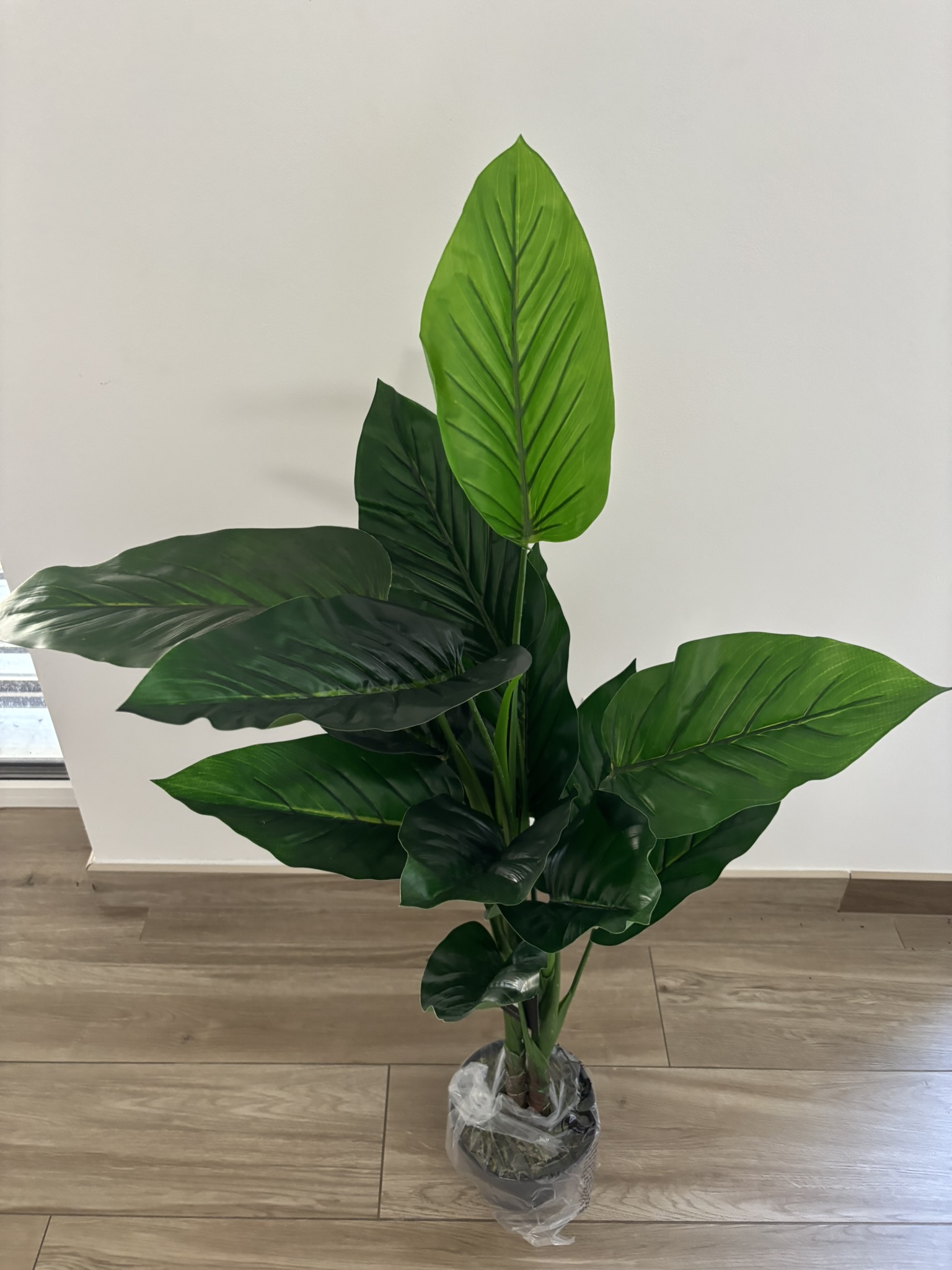 Filodendron v květináči 100 cm