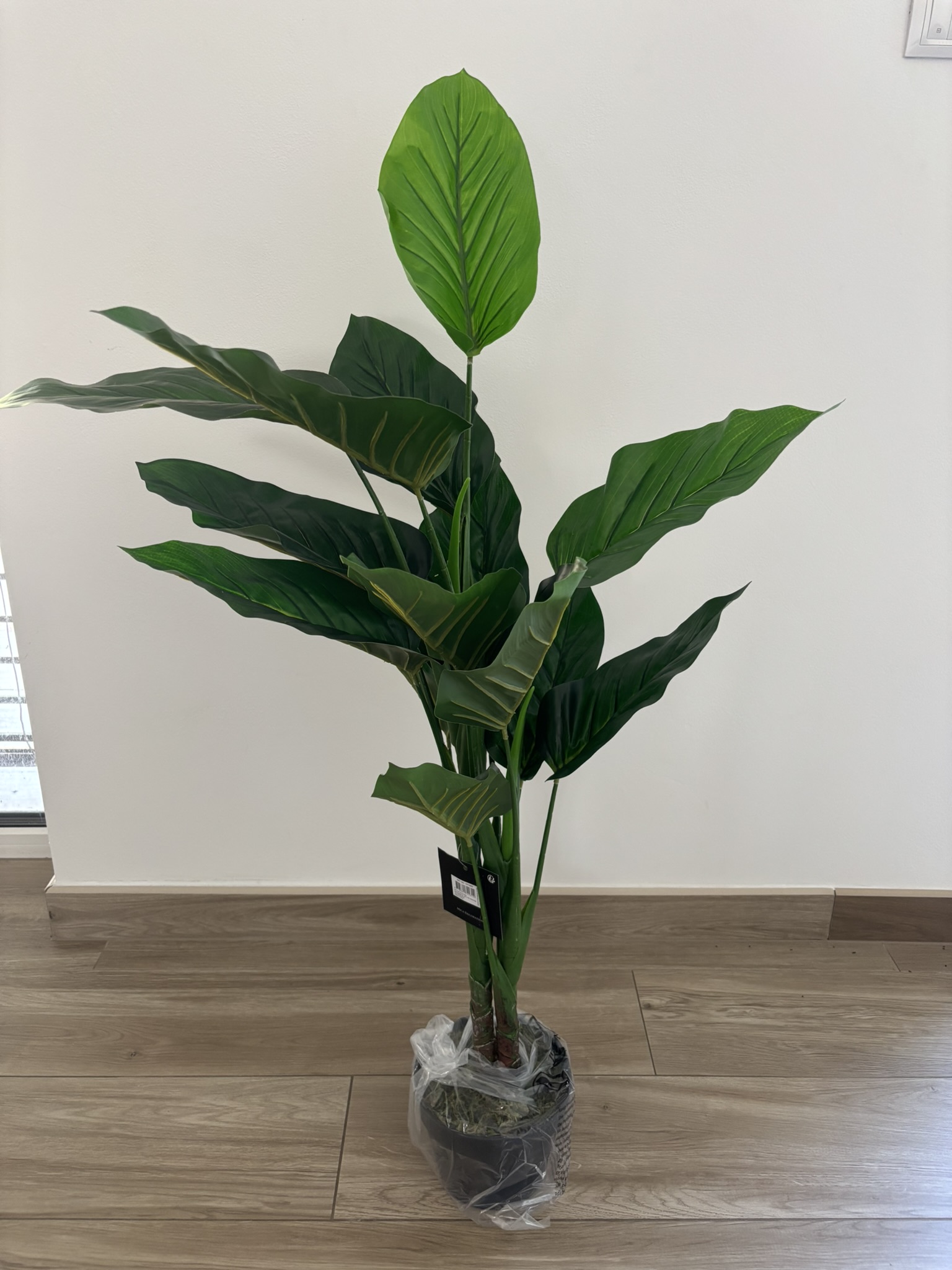 Filodendron v květináči 100 cm