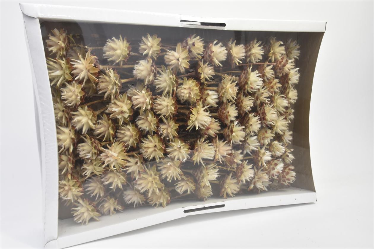 Plumosum se stonkem 10 ks